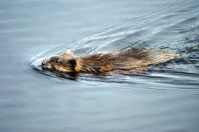 Le rat musqué, un rongeur mal-aimé