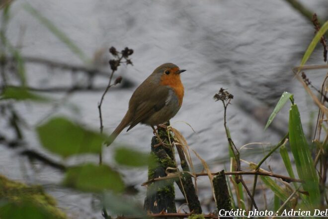 Qu’est-ce qu’un chargé d’études Faune ?