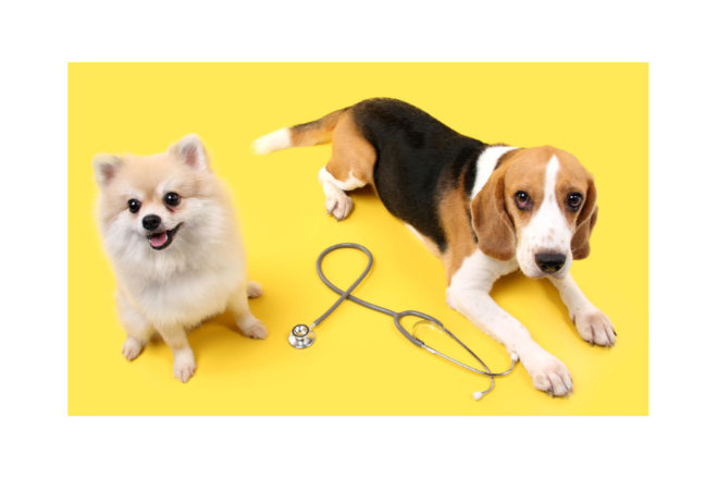 Tout savoir sur l’assurance santé animale