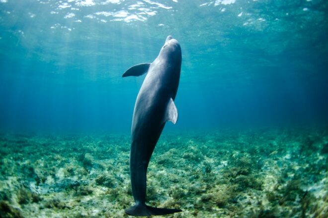 Un refuge pour les mammifères marins