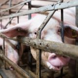 cochon elevage intensif