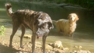 Présentation de l’association l’Oasis des 4 pattes