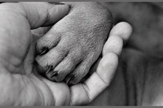 Techniques ostéopathiques, plusieurs outils à disposition de l’ostéopathe