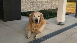 Mon Barth, ma boule de misère !