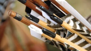 Une battue au sanglier par tirs à l’arc de 45 archers !