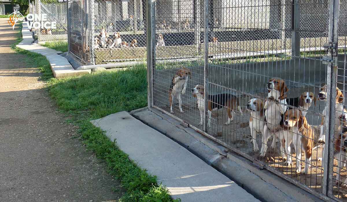 Expérimentation animale : One Voice obtient de nouveaux documents sur l’élevage de chiens de Mézilles