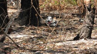 Australie : le chien détecteur de koalas héroïque, Bear, prend sa retraite après une décennie de service