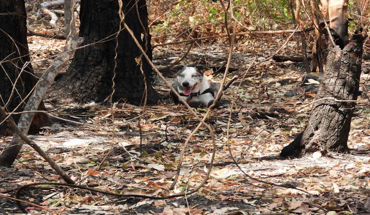 Australie : le chien détecteur de koalas héroïque, Bear, prend sa retraite après une décennie de service