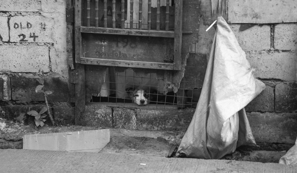 Habitat, précarité et protection des animaux : un même enjeu de dignité Habitat, précarité et protection des animaux : un même enjeu de dignité