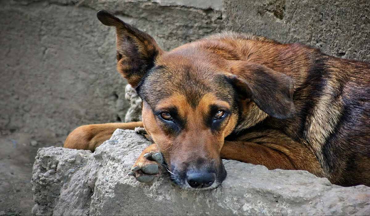 Narcotrafic, violences urbaines et souffrance animale invisible