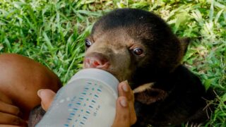Un ours malais sauvé du commerce illicite retourne à la vie sauvage