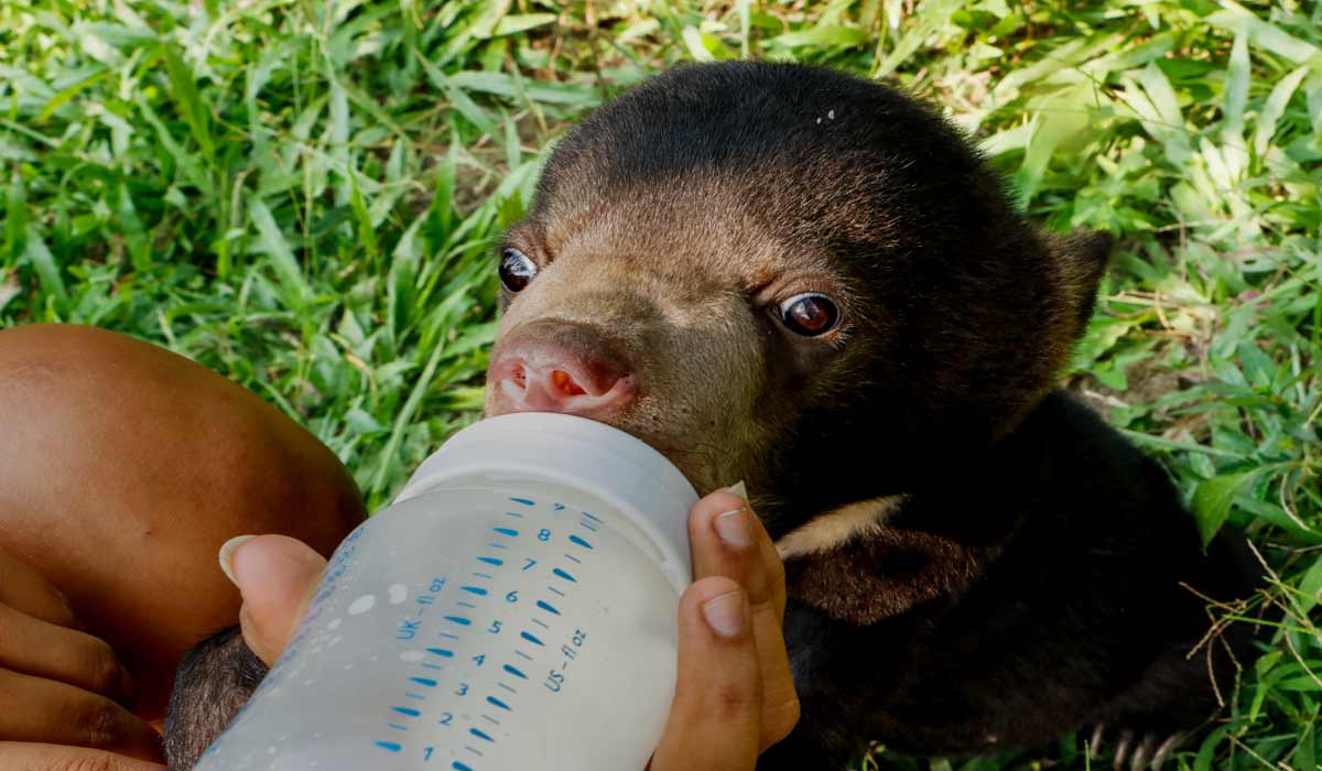 Un ours malais sauvé du commerce illicite retourne à la vie sauvage