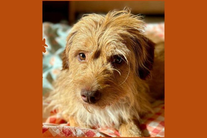 Les beldis, les injustes « parias » du royaume Chérifien !