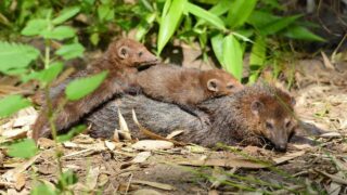 L’arrêté listant les espèces susceptibles d’occasionner des dégâts est publié, comme promis, One Voice attaque !