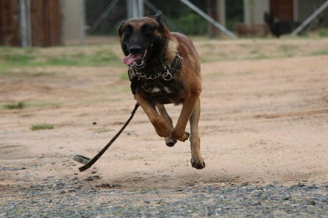 Chiens policiers, ces héros du quotidien en première ligne