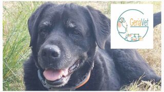 Ni acharnement ni renoncement : la place de la gériatrie vétérinaire aujourd’hui