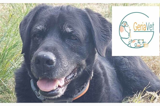 Ni acharnement ni renoncement : la place de la gériatrie vétérinaire aujourd’hui