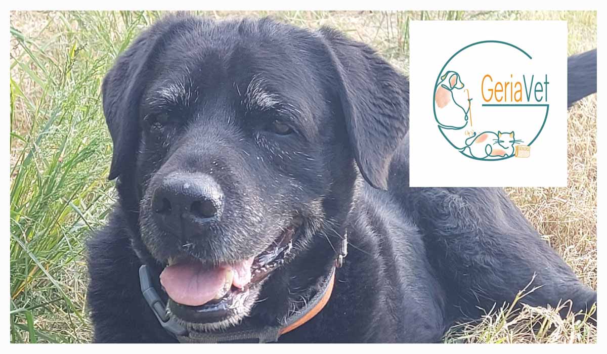 Ni acharnement ni renoncement : la place de la gériatrie vétérinaire aujourd’hui