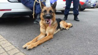 Qu’est-ce qu’être référent Police maltraitance animale de nos jours ?