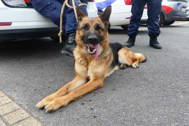 Qu’est-ce qu’être référent Police maltraitance animale de nos jours ?