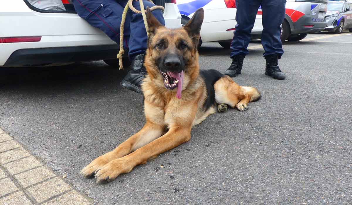 Qu’est-ce qu’être référent Police maltraitance animale de nos jours ?