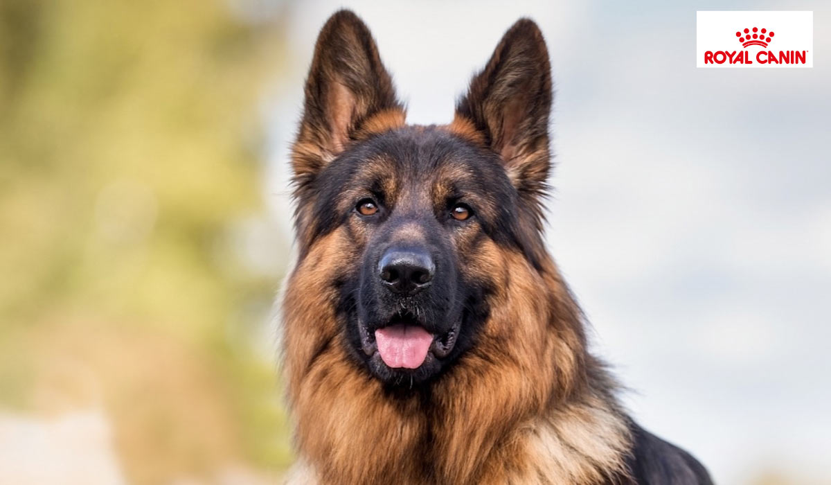 Vieillissement des animaux : 1 propriétaire français sur 2 attend les premiers symptômes pour agir, alerte Royal Canin lors du Vet Symposium 2026