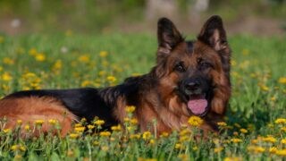 Chiens et balades : au printemps, comment éviter le parcours du combattant