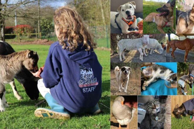 Bêtes de Scène : à la recherche de familles d’accueil