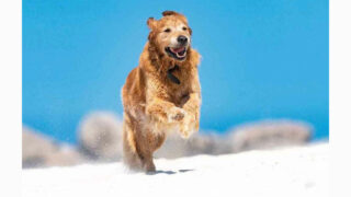 Bêtes de Scène : association de protection animale bretonne