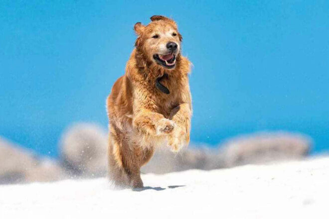 Bêtes de Scène : association de protection animale bretonne