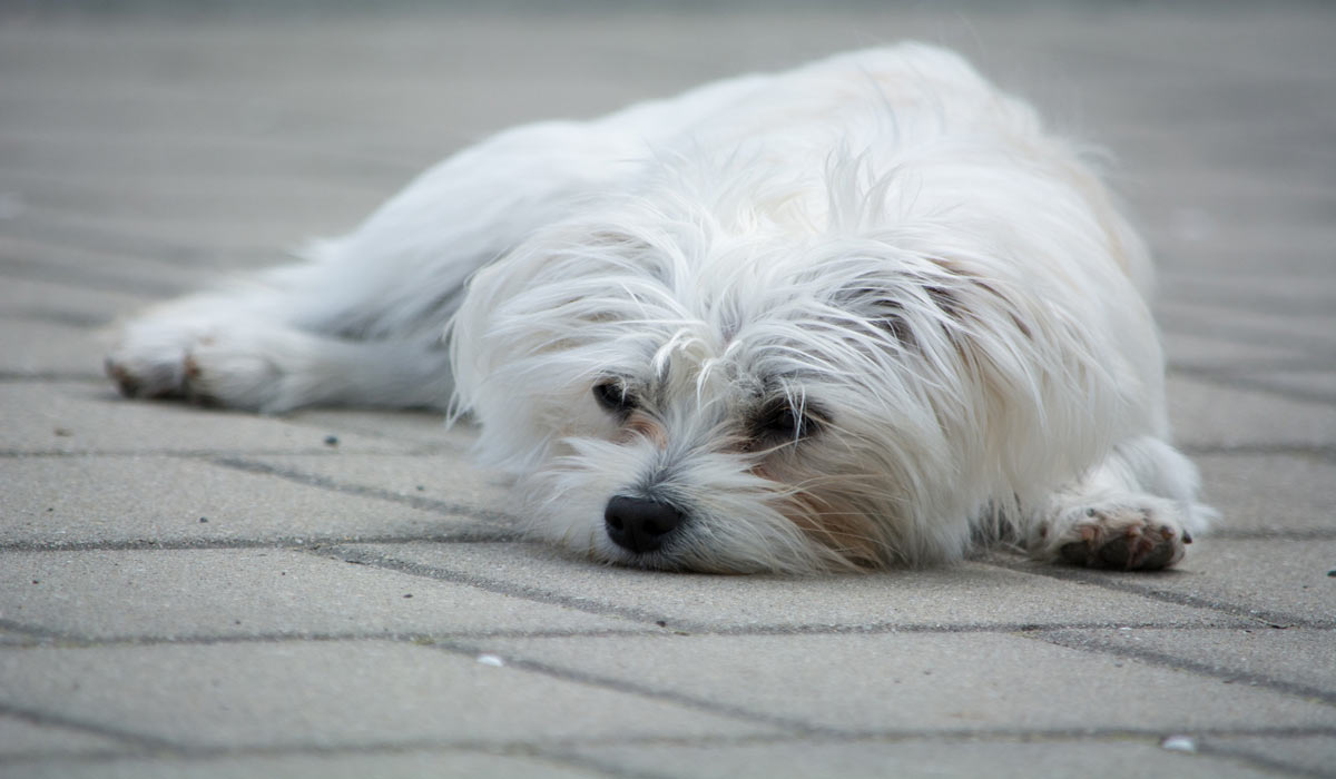 Dunkerque : un chien jeté du 5e étage et une femme violemment frappée au visage Dunkerque : un chien jeté du 5e étage et une femme violemment frappée au visage