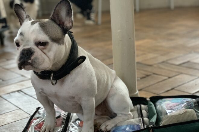 Mon animal ne va pas bien, comment doit-on réaliser un bilan et le transmettre ?