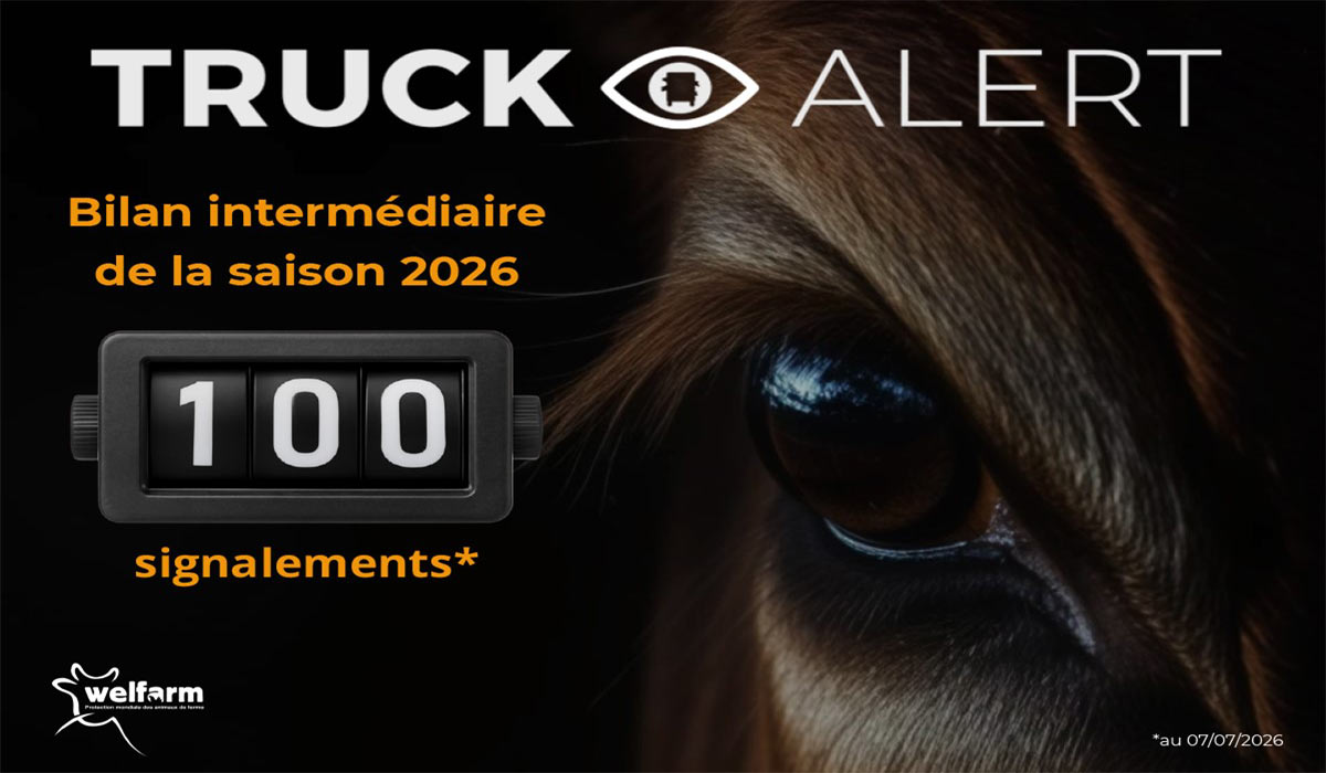 100 signalements sur l’application Truck Alert de Welfarm depuis la fin du mois de mai 100 signalements sur l’application Truck Alert de Welfarm depuis la fin du mois de mai