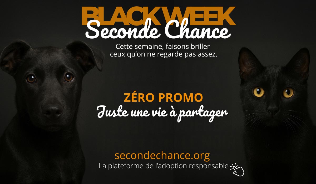 Seconde Chance détourne le Black Friday pour mettre dans la lumière les animaux noirs