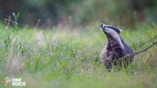 La période complémentaire de vénerie sous terre annulée dans cinq nouveaux départements !