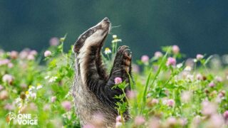 Pour les blaireaux, 6 audiences à venir et 12 villes investies par les actions de One Voice