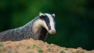 Le blaireau, un animal si méconnu