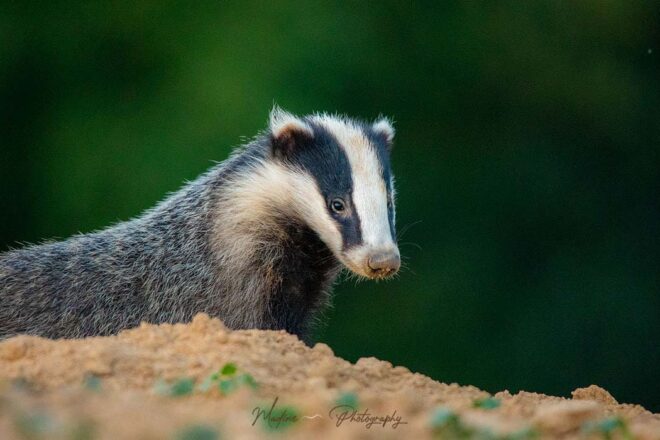 Le blaireau, un animal si méconnu