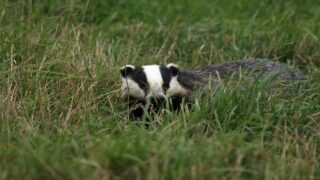 La justice interdit aux chasseurs de s’approprier la Journée mondiale des blaireaux !