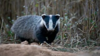 Une avalanche de victoires contre le déterrage des blaireaux ! 