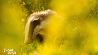 Déterrage : 3 nouvelles victoires, 1500 blaireaux sauvés et de nouvelles audiences à venir !