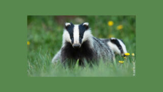 Avalanche de victoires contre le déterrage de blaireaux : motif retenu par Berne pour rejeter la plainte de 10 ONG…