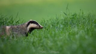 La fin du déterrage des blaireaux en discussion au Sénat