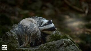 Dans quatorze départements, la paix pour les blaireaux cet été !