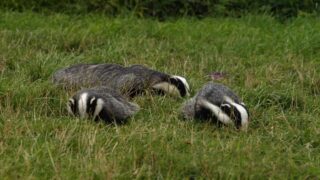 Corrèze : victoire de One Voice. L’arrêté sur le déterrage des blaireaux est annulé