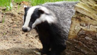 Pétition contre le déterrage au Sénat : nous demandons neutralité et transparence !