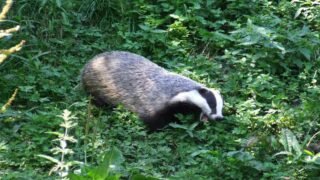Vénerie sous terre des blaireaux : quand la préfecture d’Ille-et-Vilaine s’emmêle les pinceaux