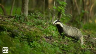 Chasse : en Corrèze, pas de déterrage cet été, les blaireaux auront la vie sauve !
