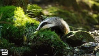 Audiences et décisions des référés de One Voice contre le déterrage des blaireaux ce printemps et été