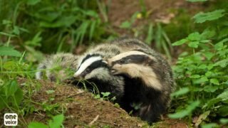 2023, année de tous les records pour les blaireaux !
